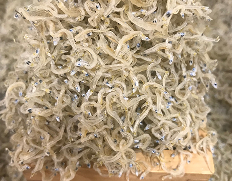 #܌YisuܓYi˂Ƃvlbgŉ